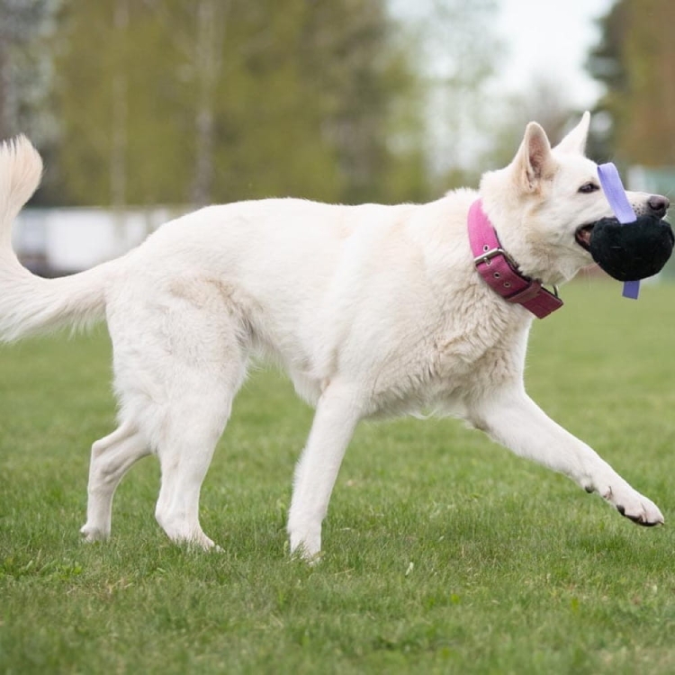 Toughie lilac and white shepherd.jpg