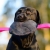 Toughie suede tug toy black and pink.jpg