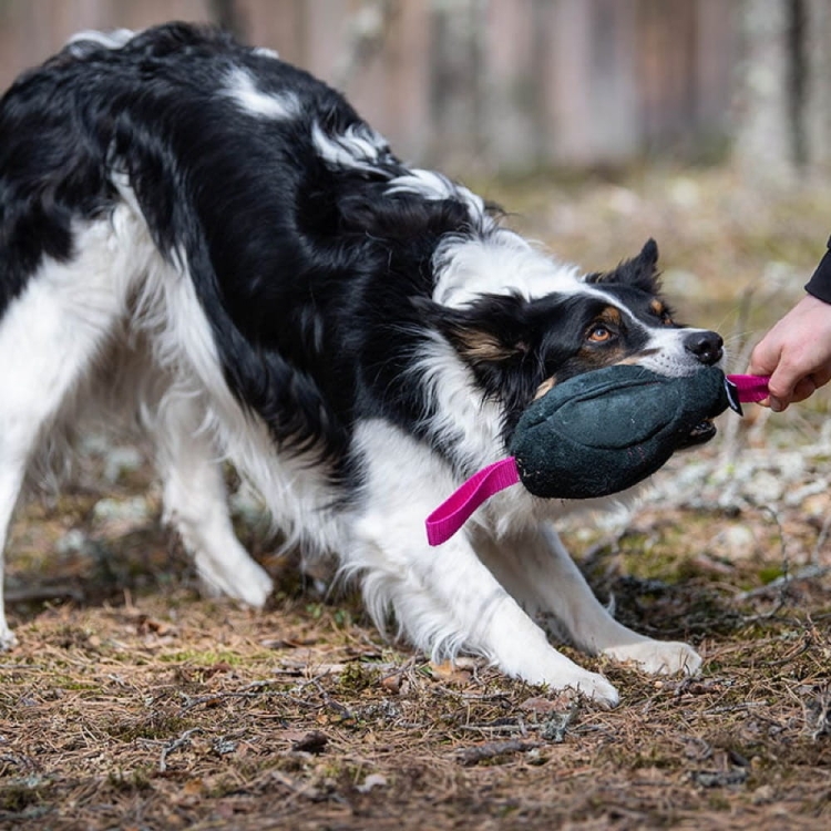 Toughie toy pink and border collie playing.jpg