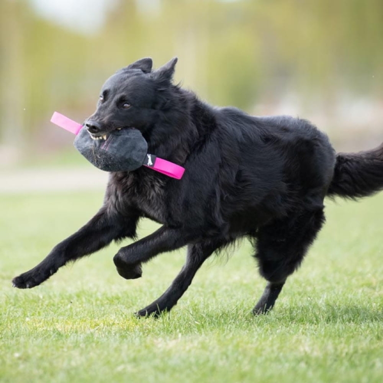 Toughie pink and belgian shepherd.jpg