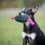 Toughie toy pink and kelpie.jpg