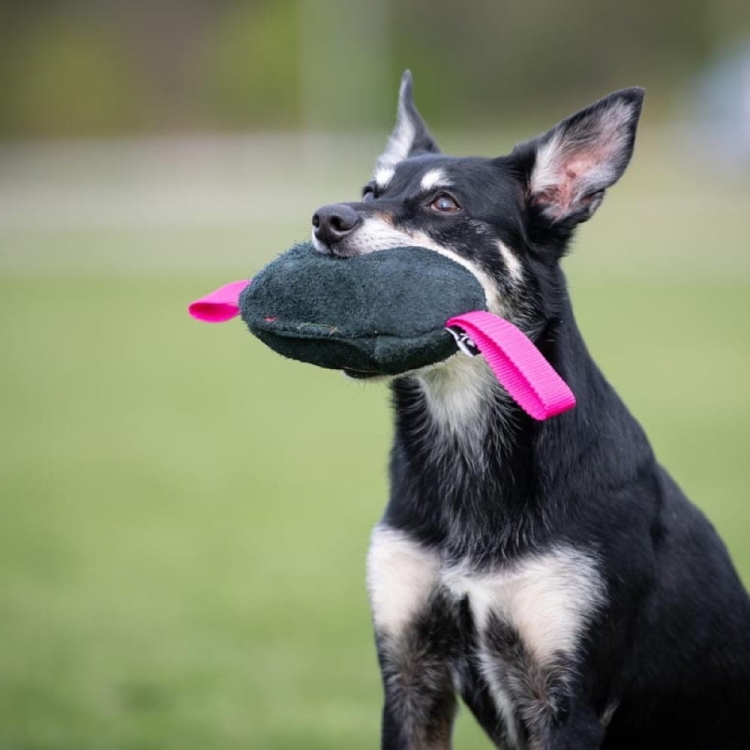 Toughie toy pink and kelpie.jpg