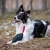 Toughie tug toy black and pink border collie.jpg