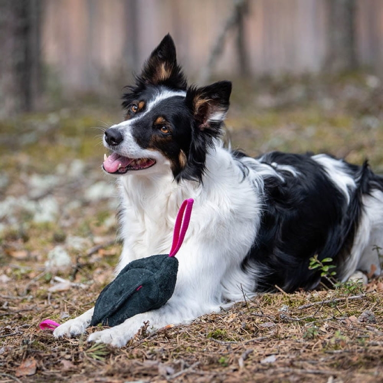 Toughie tug toy black and pink border collie.jpg