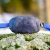 Toughie suede tug toy blue.jpg