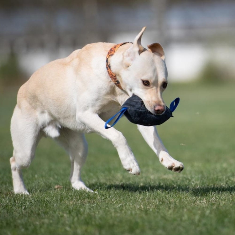 Toughie toy blue and labrador.jpg