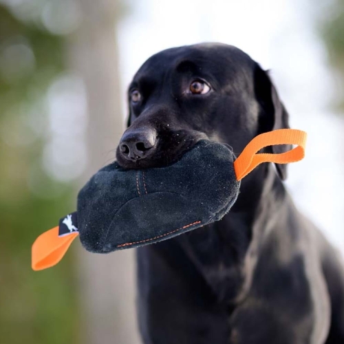 Toughie tug toy genuine leather and Labrador retriever.jpg