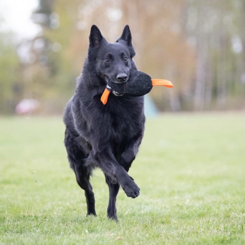 Toughie orange belgian shepherd.jpg