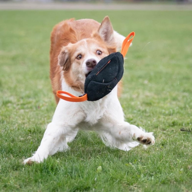 Toughie tug toy orange border collie.jpg