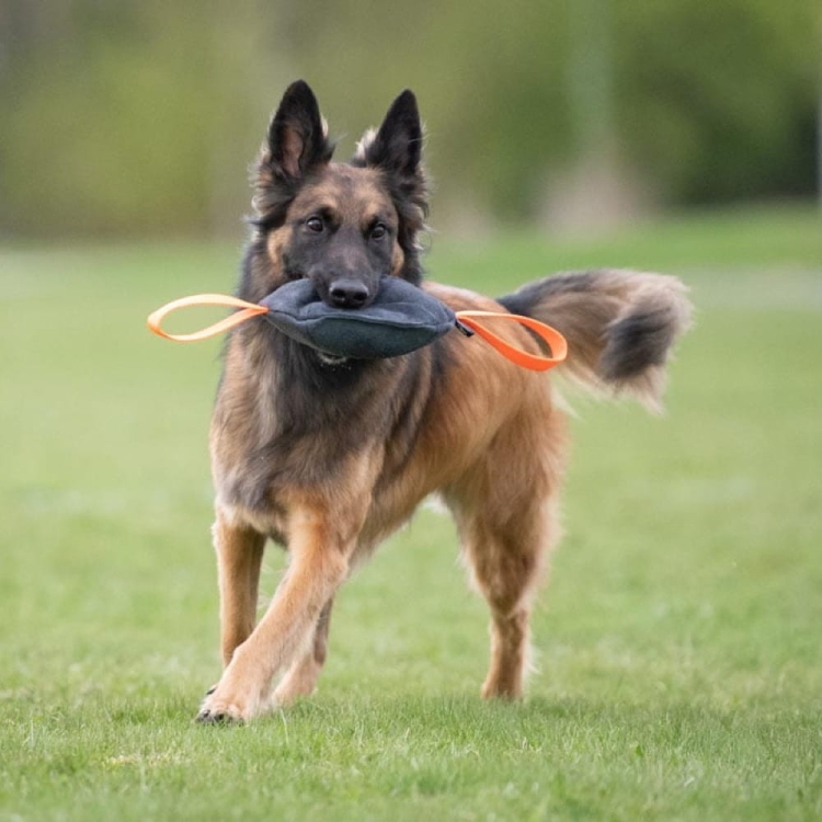 Toughie XL orange Belgian Shepherd.jpg