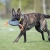 Toughie XL orange and Dutch Shepherd.jpg
