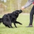 Toughie XL orange and Belgian Shepherd playing.jpg
