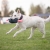 Toughie XL pink and White Shepherd playing.jpg