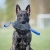 Toughie XL tug toy Dutch Shepherd (1).jpg