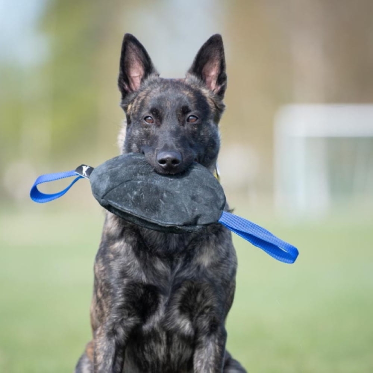 Toughie XL tug toy Dutch Shepherd (1).jpg