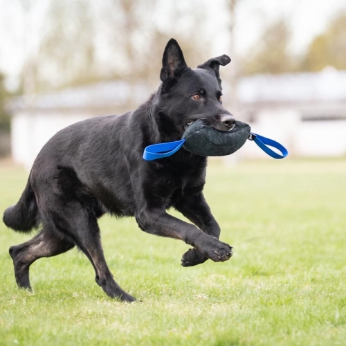 Toughie XL blue and German Shepherd playing.jpg