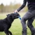 Toughie XL blue and German Shepherd.jpg