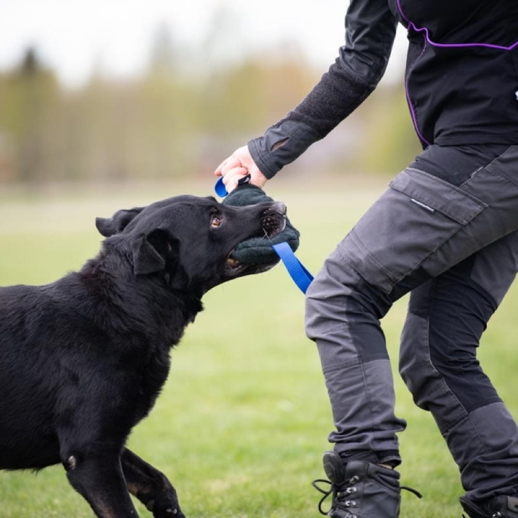 Toughie XL blue and German Shepherd.jpg