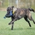Toughie XL blue Dutch Shepherd.jpg