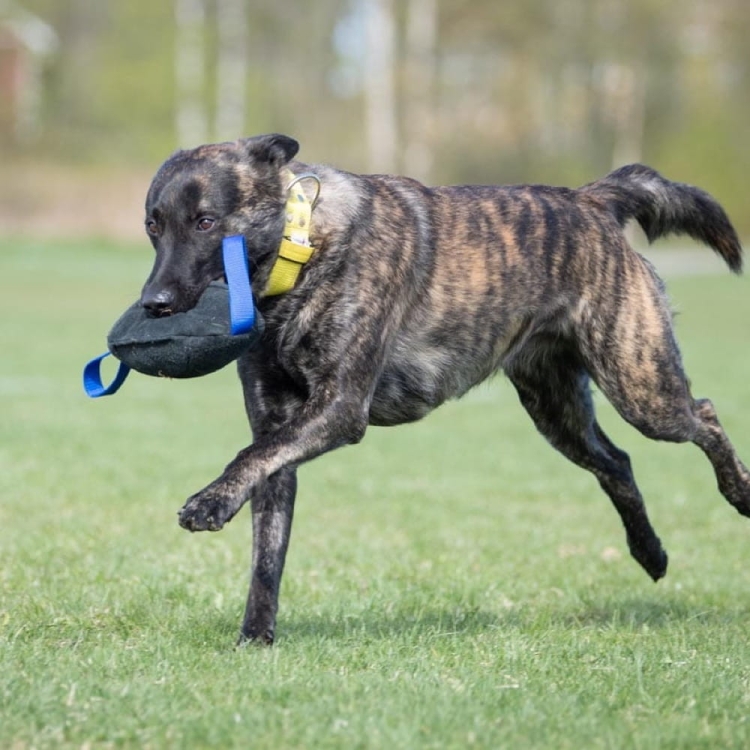 Toughie XL blue Dutch Shepherd.jpg