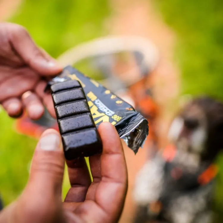 nap canis lab recovery.webp