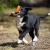 Puppy toy IttyBitty square genuine leather orange bordercollie puppy playing.jpg