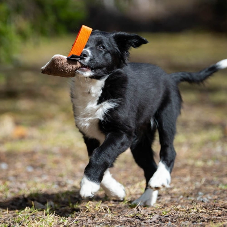 Puppy toy IttyBitty square genuine leather orange bordercollie puppy playing.jpg