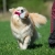 Pink TeenyTiny and medium dog.jpg
