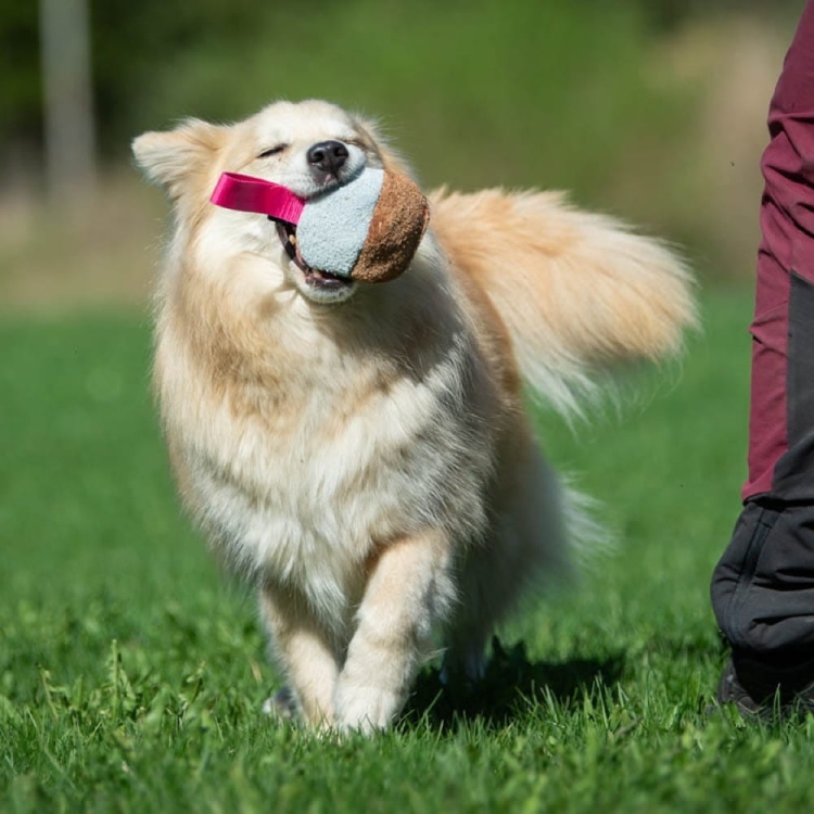 Pink TeenyTiny and medium dog.jpg