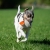 TeenyTiny orange  with small dog.jpg