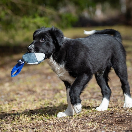 Puppy toy TeenyTiny ball genuine leather blue bc puppy.jpg