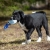 Puppy toy TeenyTiny ball genuine leather blue bc puppy.jpg