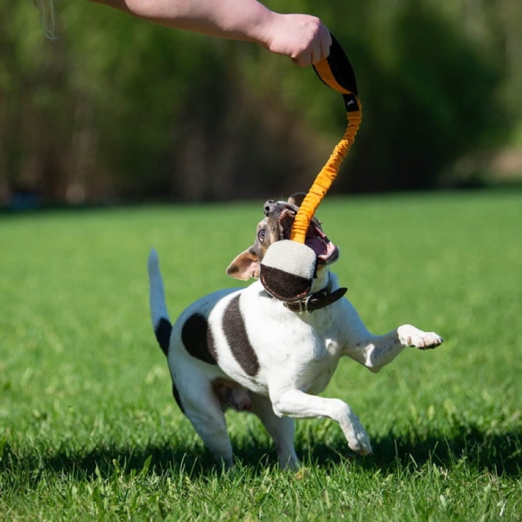 TeenyTiny with bungee orange small dog.jpg