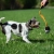 TeenyTiny with bungee orange and small dog.jpg