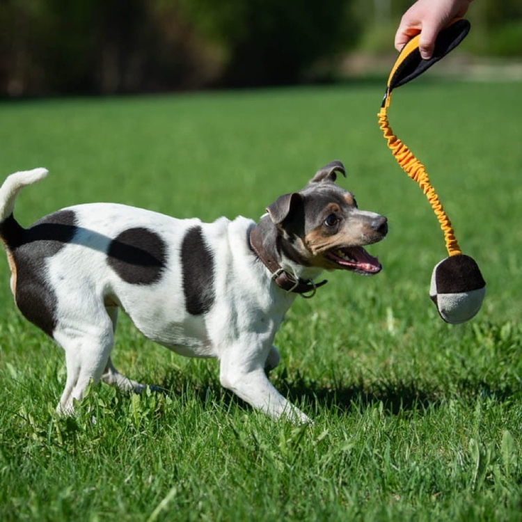TeenyTiny with bungee orange and small dog.jpg