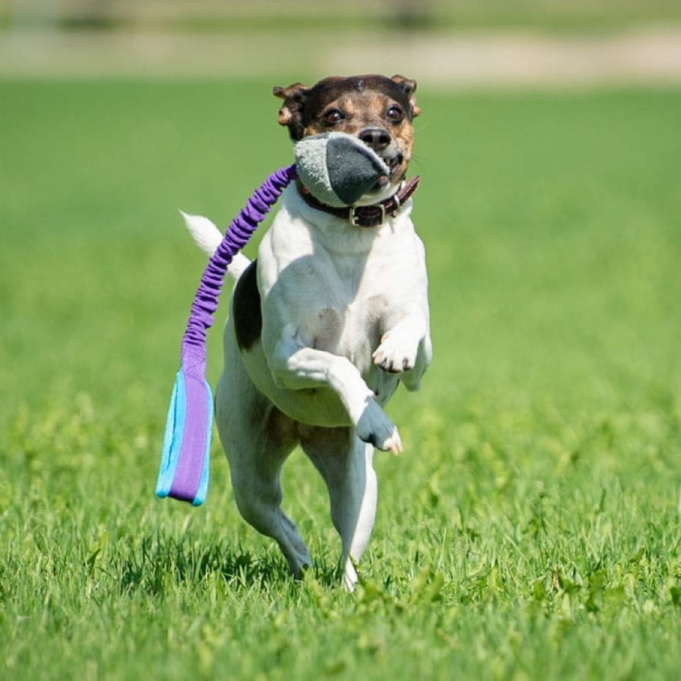 TeenyTiny with bungee lilac-turquoise and small dog.jpg