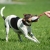 Sweetie ball pink and small dog.jpg
