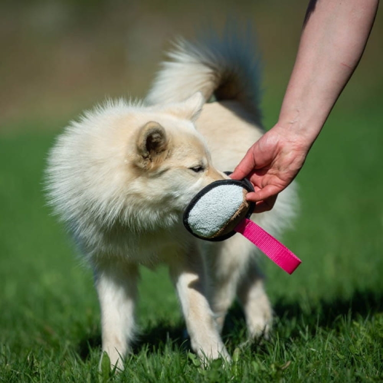 Sweetie ball pink and medium dog.jpg