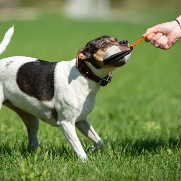 Sweetie ball orange and small dog.jpg