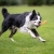 Sweetie orange in use with Border Collie.jpg