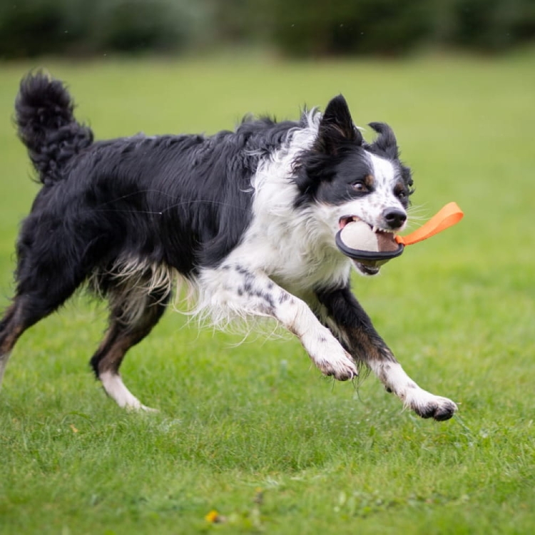 Sweetie orange in use with Border Collie.jpg