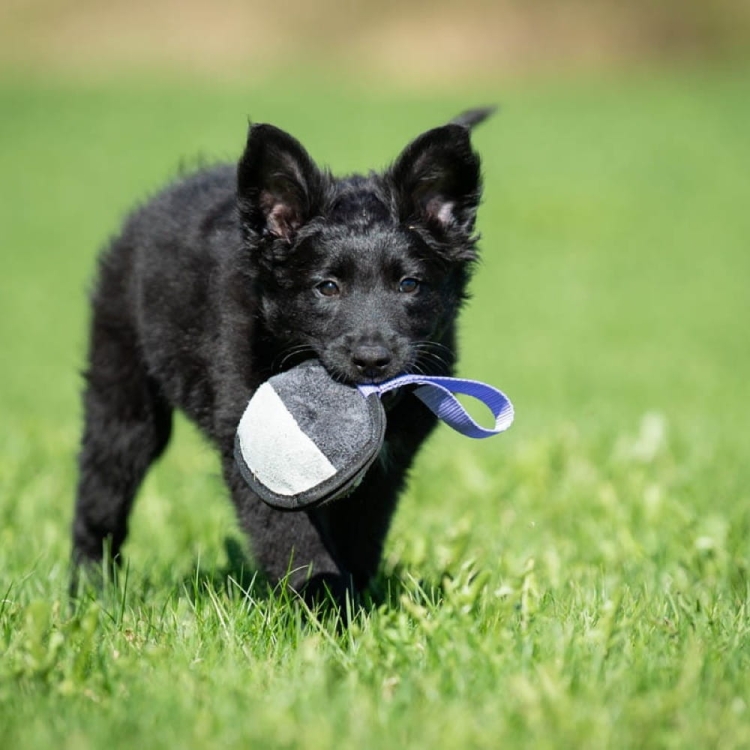 Sweetie ball lila and puppy.jpg