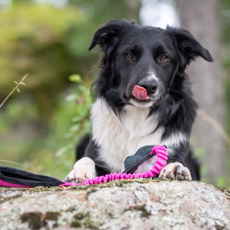 BungeeSweetie pink-black with Border Collie.jpg