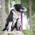 BungeeSweetie pink-black and  Border Collie.jpg