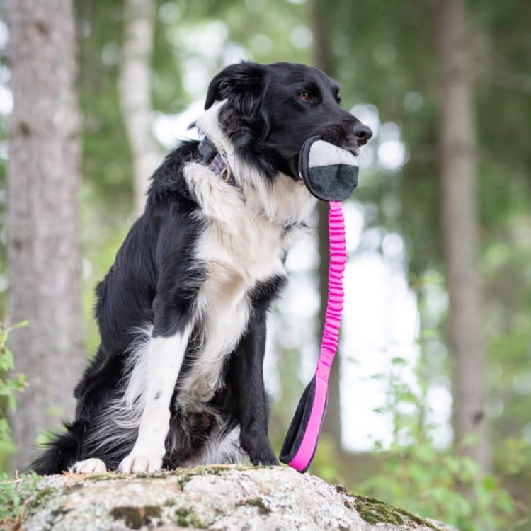 BungeeSweetie pink-black and  Border Collie.jpg