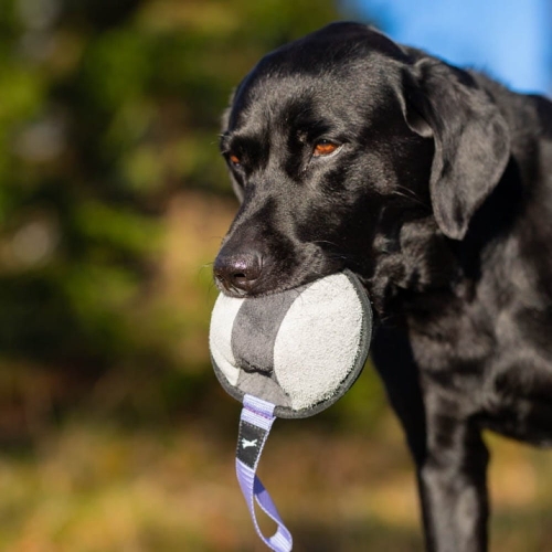 Sweetie XL lilac and Labrador.jpg