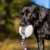 Sweetie XL lilac and Labrador.jpg