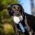 Sweetie XL blue and Labrador.jpg