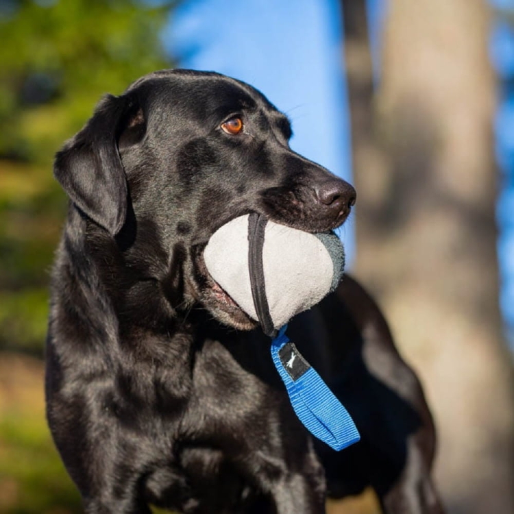 Sweetie XL blue and Labrador Retriever.jpg
