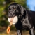 Sweetie XL ball and Labrador.jpg